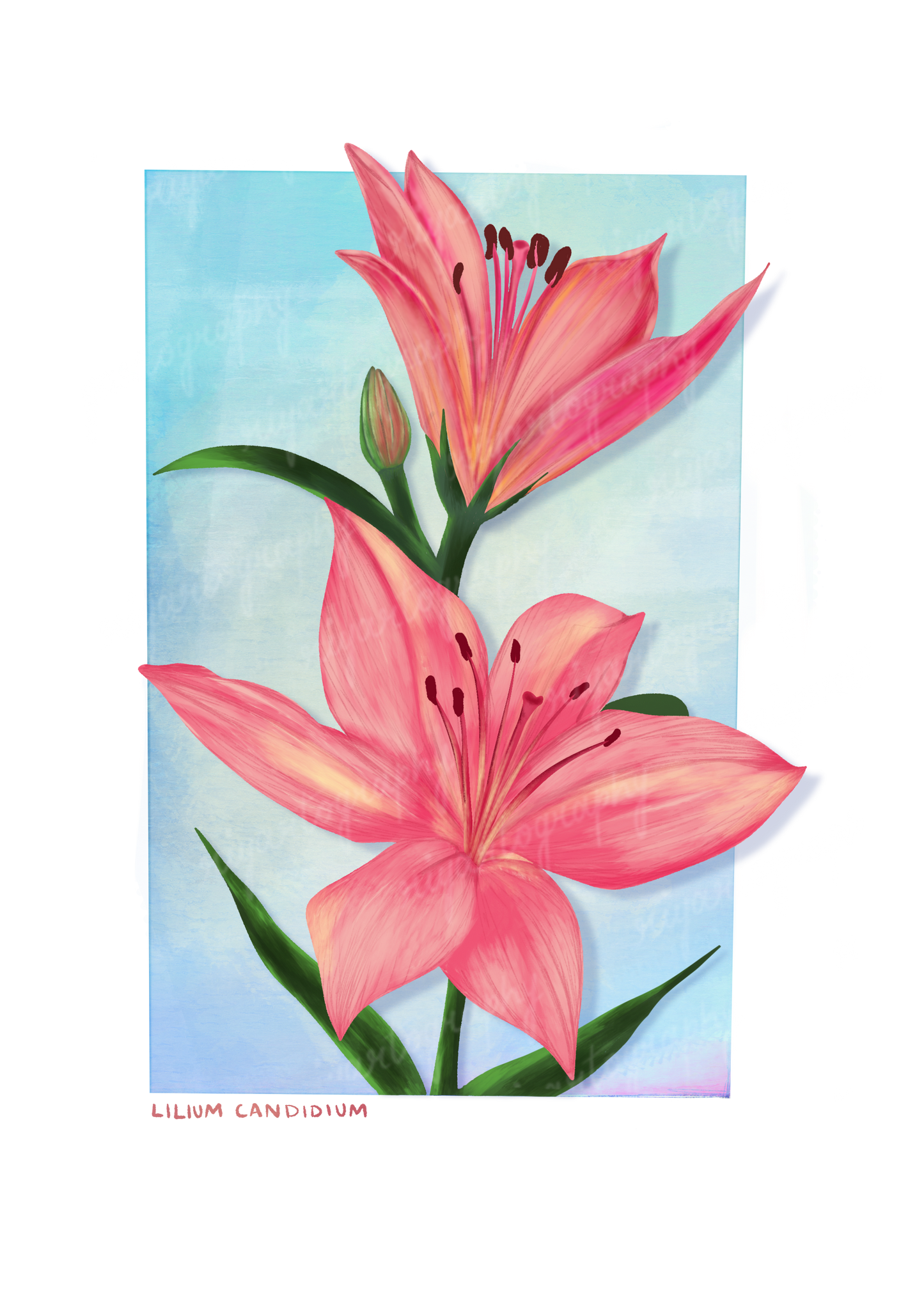 Lilliium Candidium - Sticker