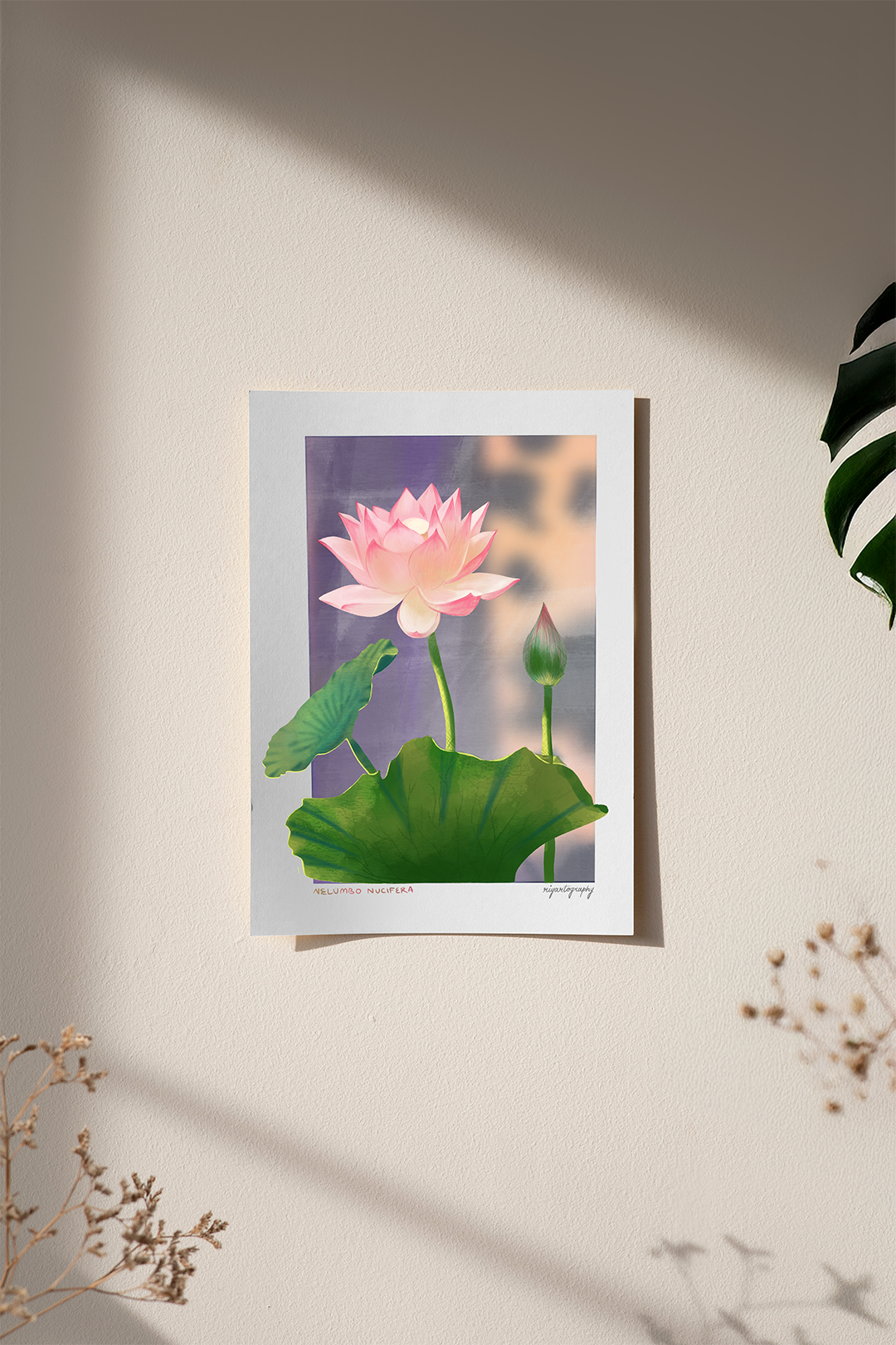 Nelumbo Nucifera aka Lotus