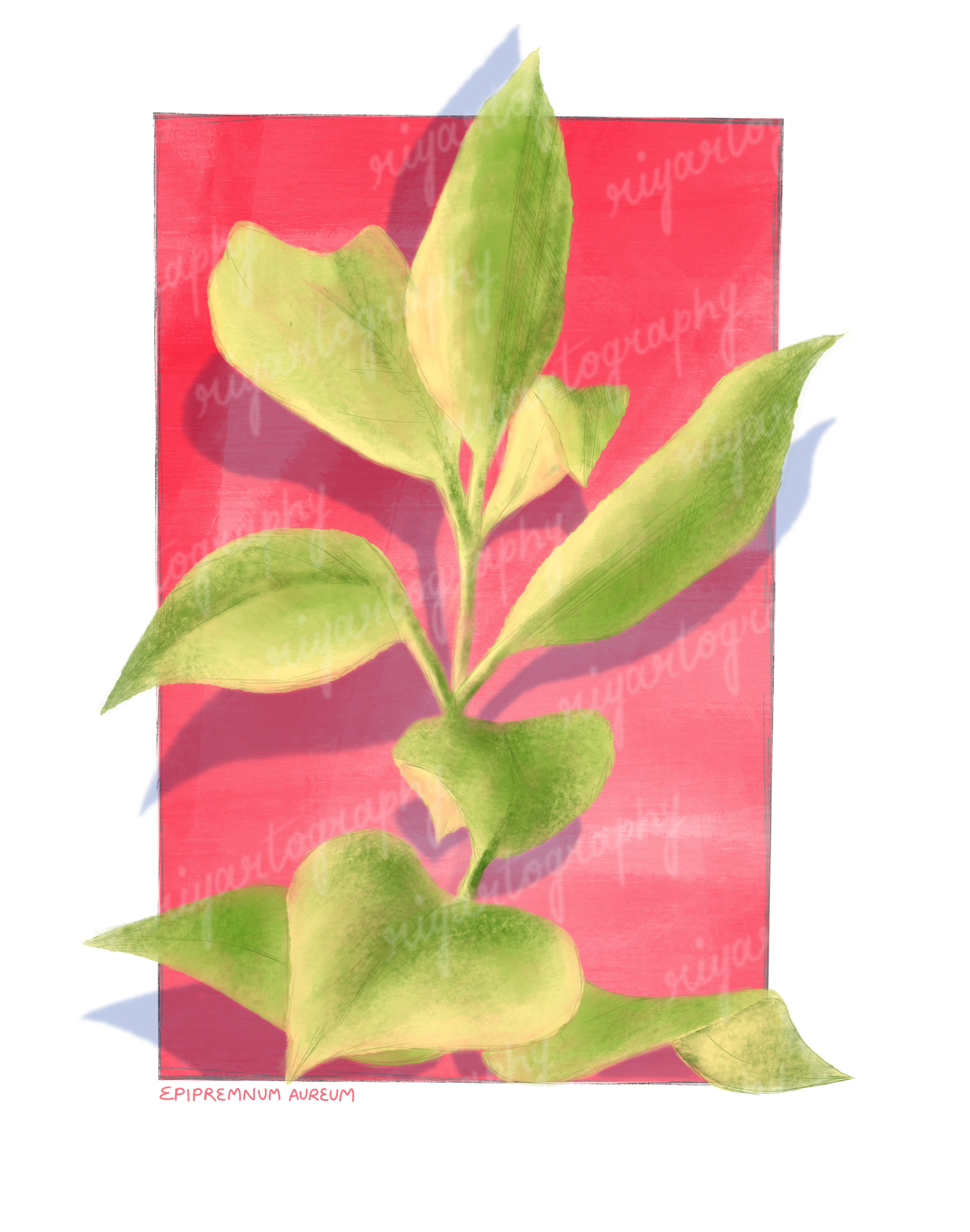 Money Plant - Sticker