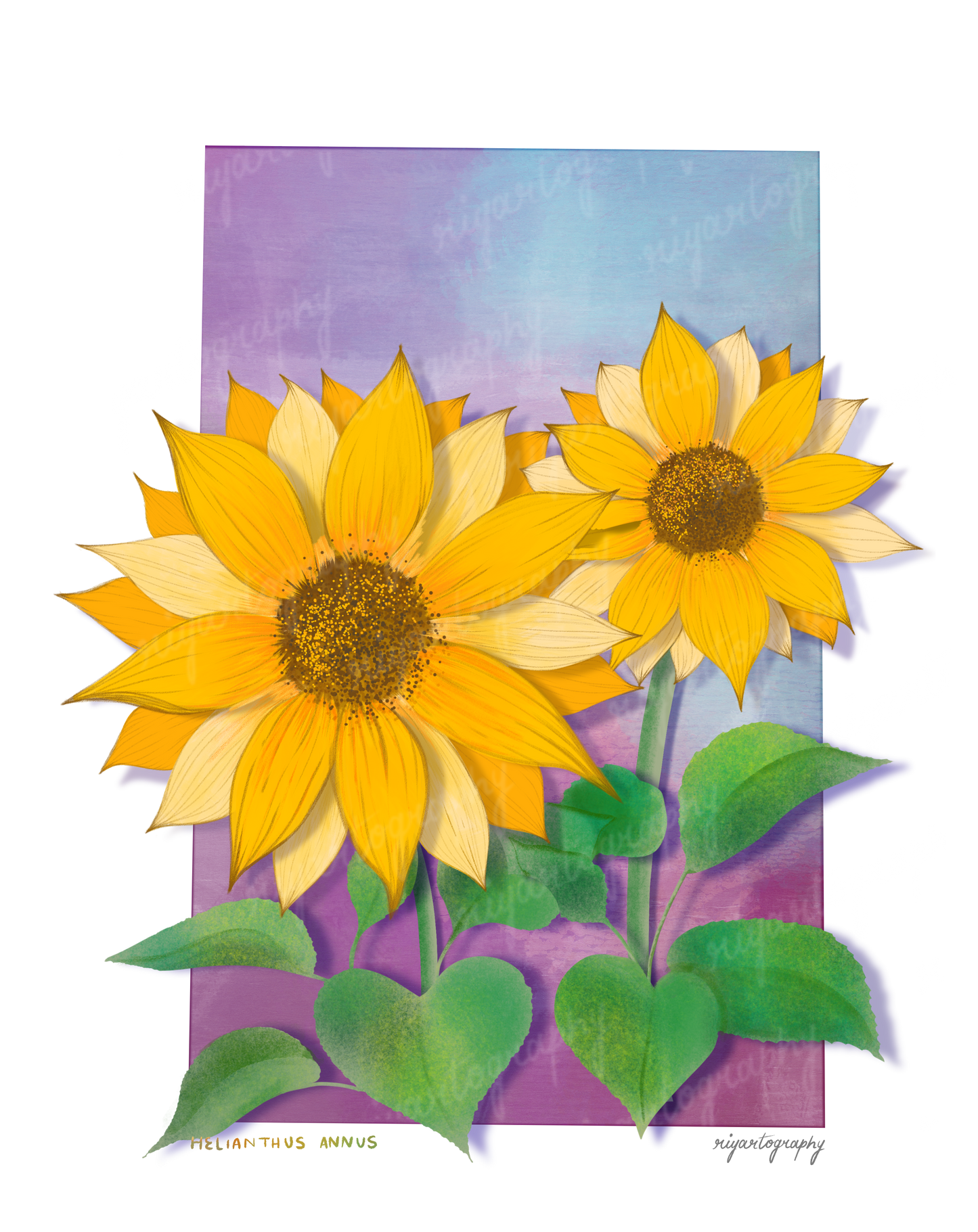 Helianthus - Sticker