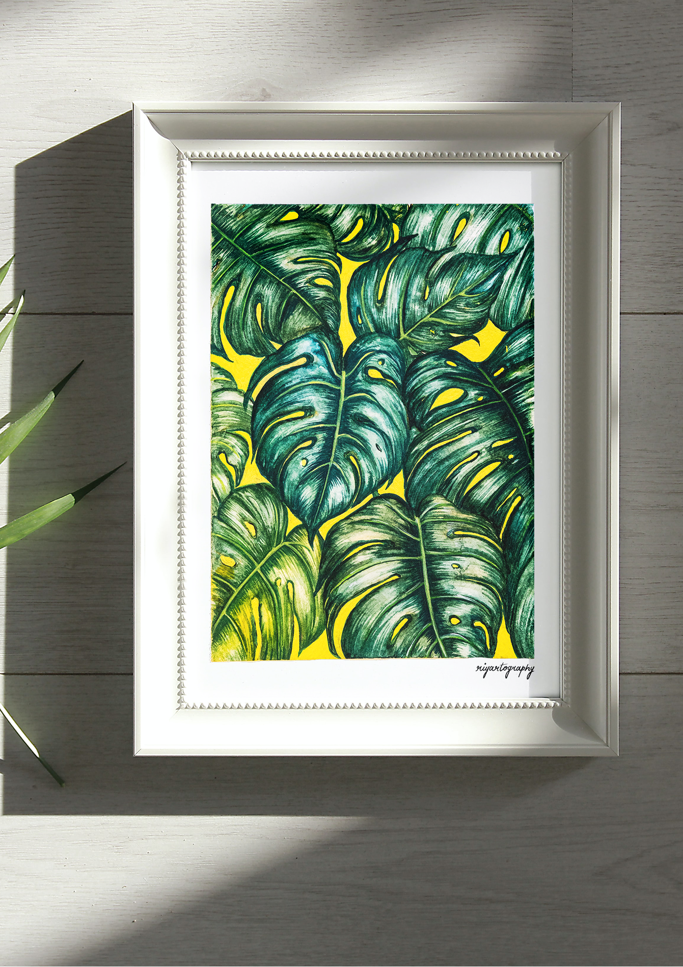 Monstera