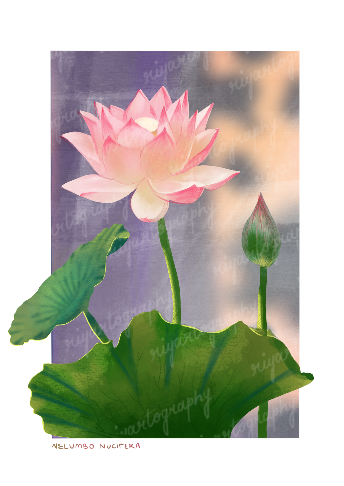 Nelumbo Nucifera Sticker