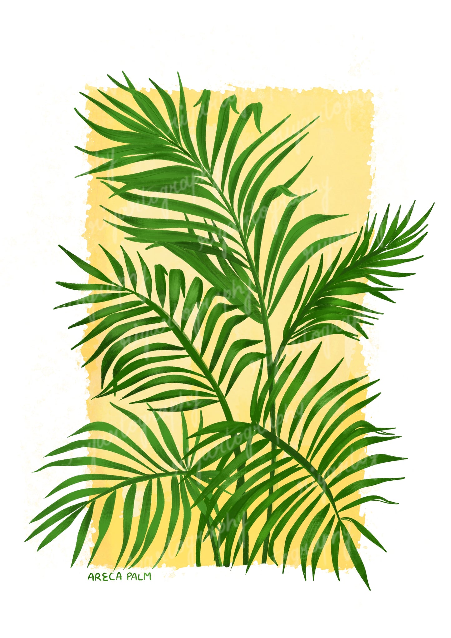 Areca Palm - Sticker
