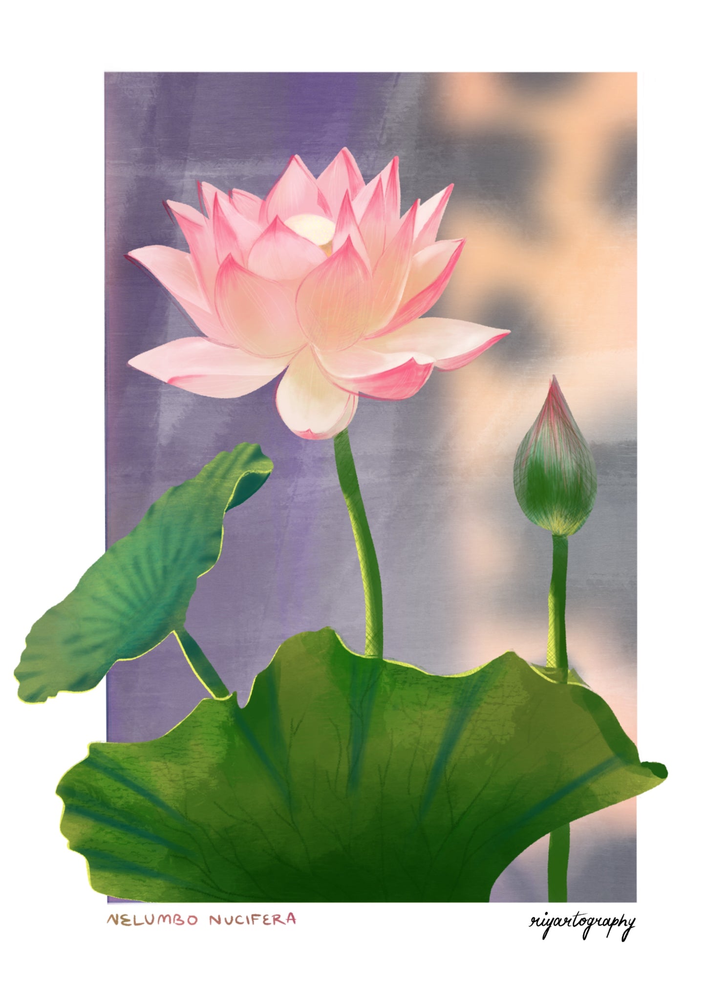 Nelumbo Nucifera aka Lotus