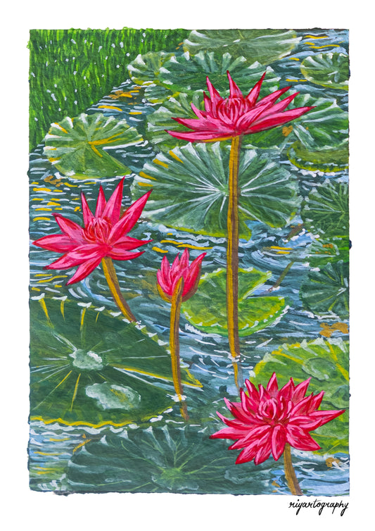 Water Lily Pond